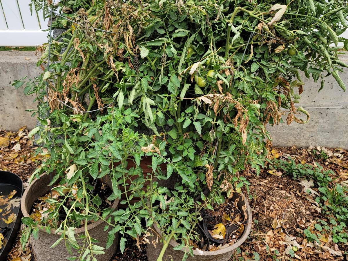 Green Tomatoes in&nbsp;October