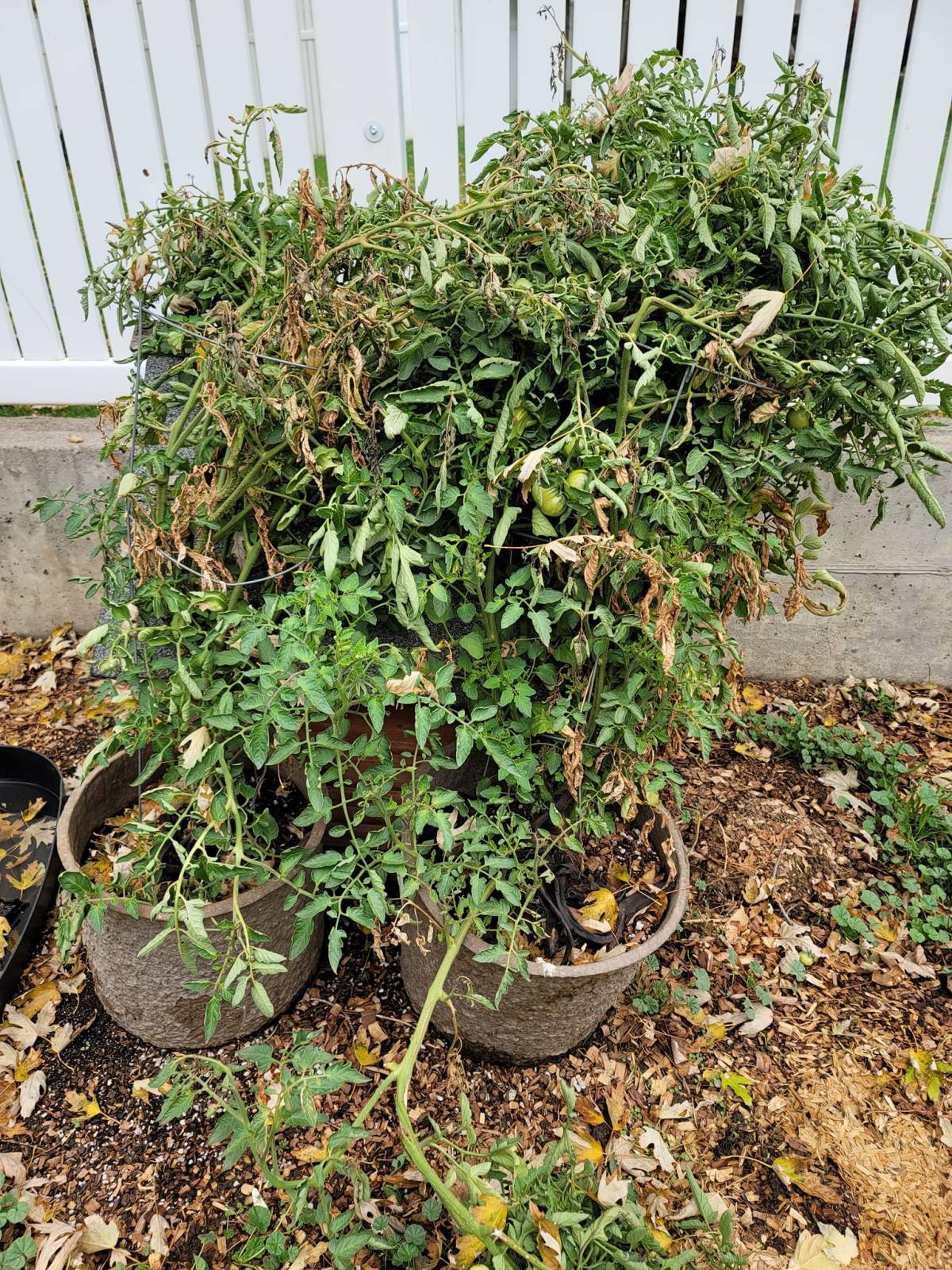 Green Tomatoes in&nbsp;October