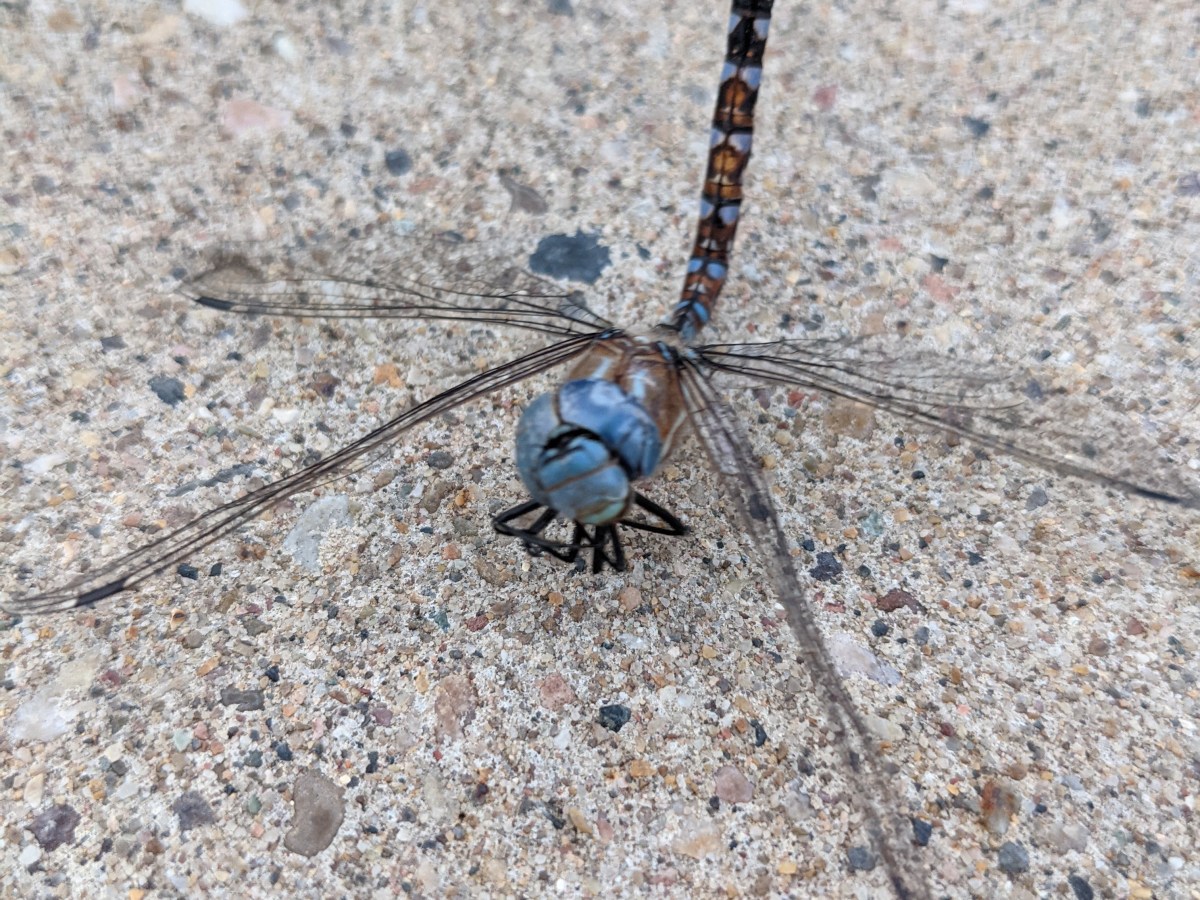 The name of this&nbsp;blog